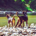 Бродячие собаки у воды в Марокко — риск укусов и бешенства