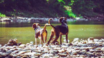 Бродячие собаки у воды в Марокко — риск укусов и бешенства